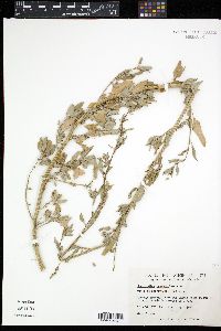 Chenopodium album var. missouriense image