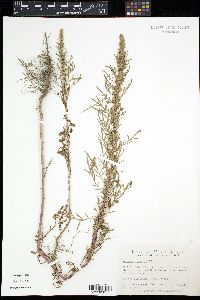Artemisia biennis image