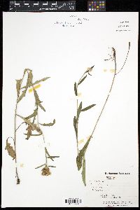 Centaurea nigra image