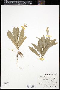 Hippobroma longiflora image