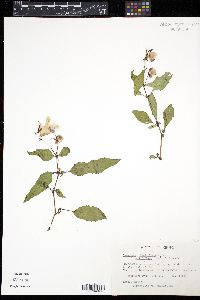 Impatiens glandulifera image