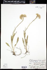 Senecio integerrimus image