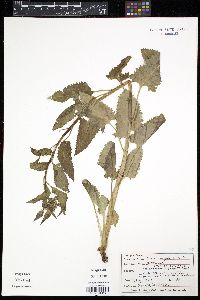Senecio triangularis image