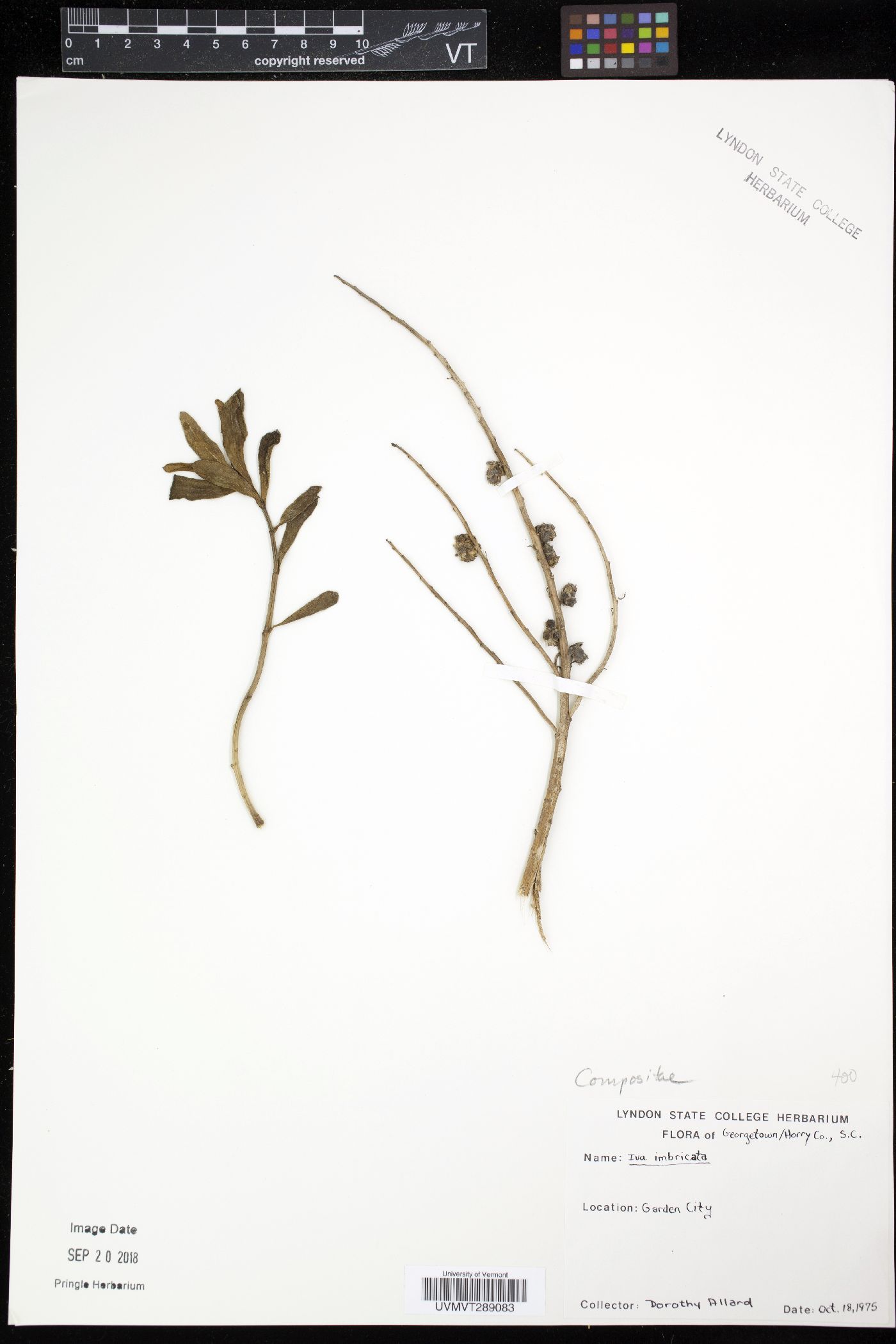 Iva imbricata image
