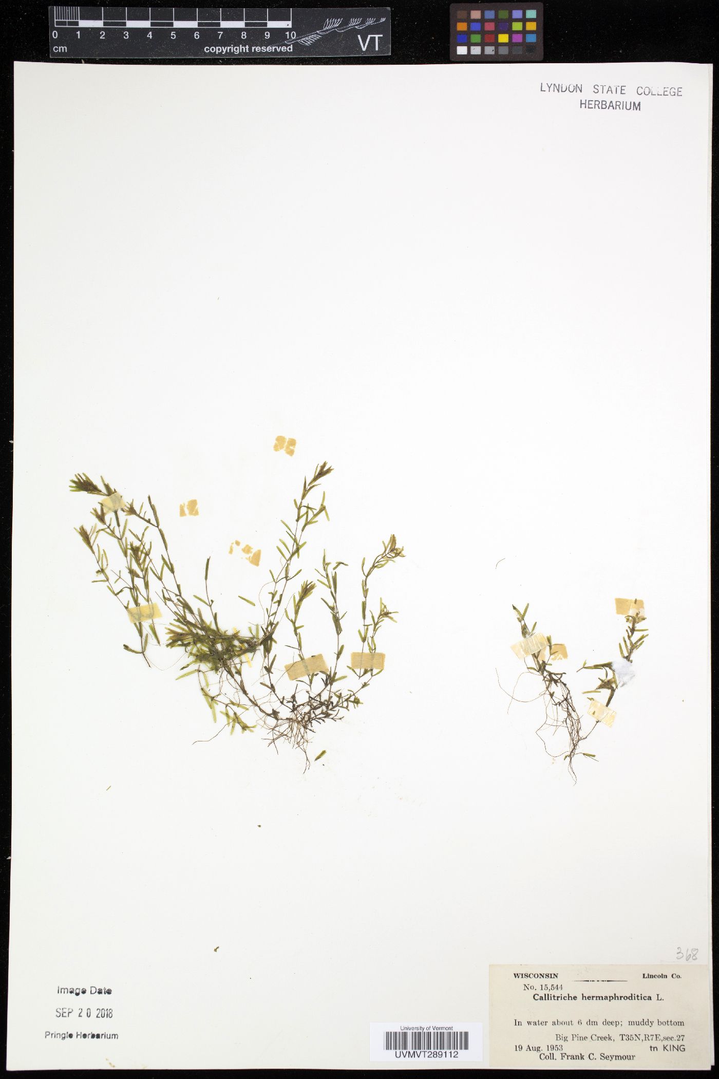 Callitriche stenoptera image