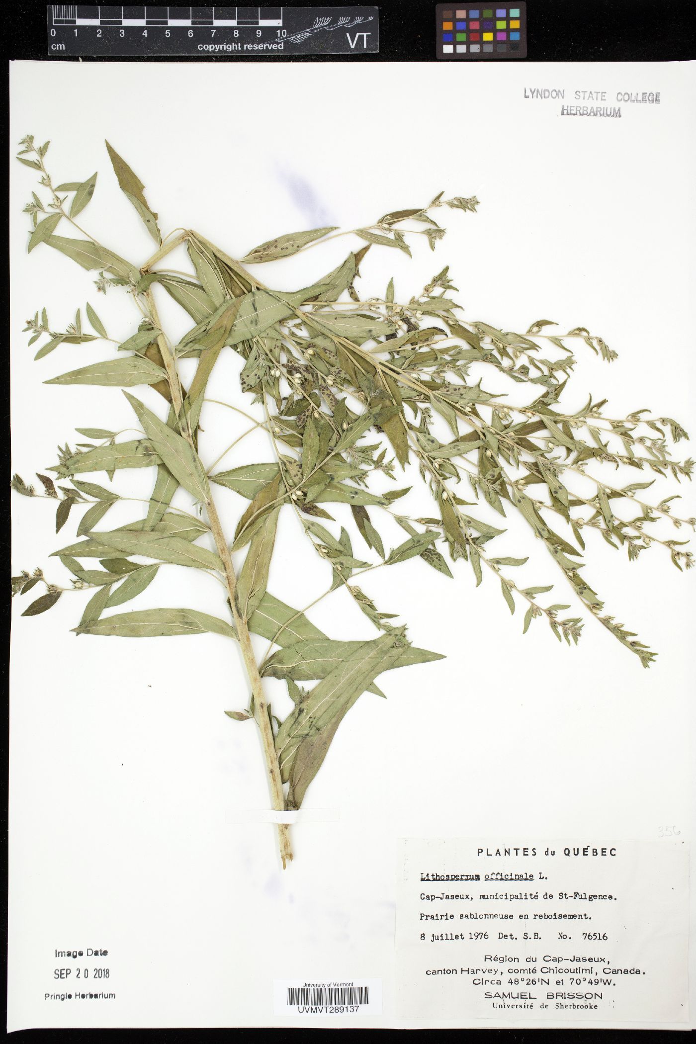 Lithospermum officinale image