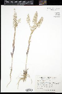 Lepidium campestre image