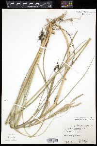 Spartina pectinata image