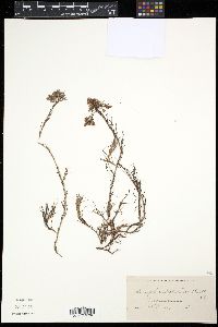 Paronychia dichotoma image
