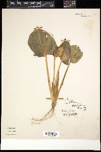 Calla palustris image