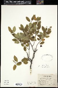 Ilex mucronata image