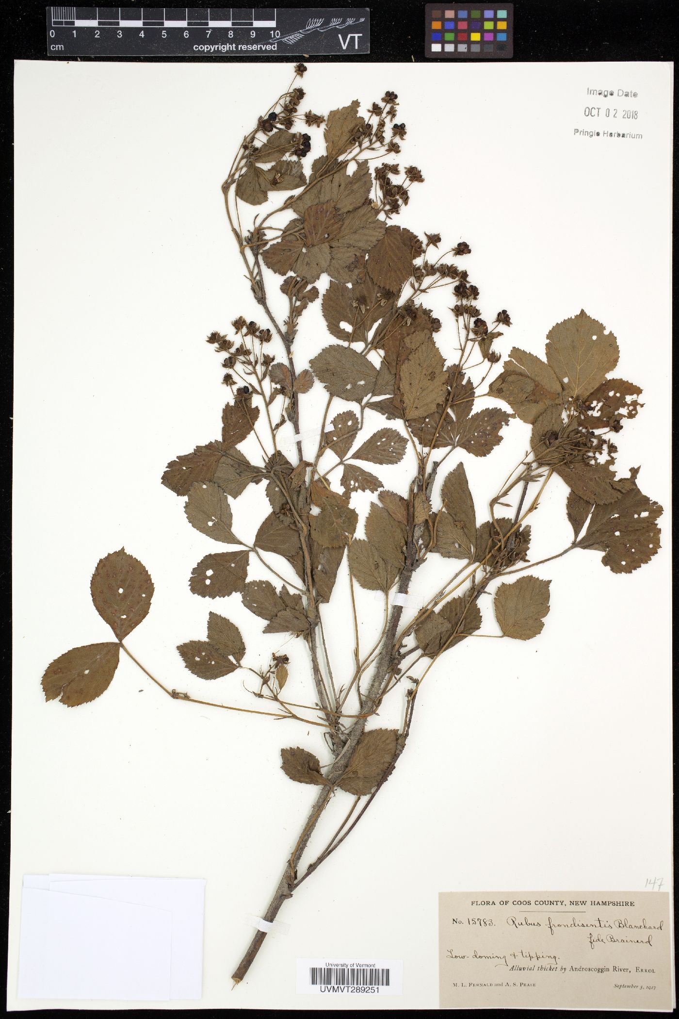 Rubus frondisentis image