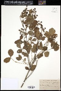 Rubus frondisentis image