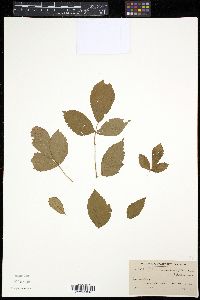 Rubus vermontanus image