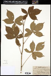 Rubus vermontanus image