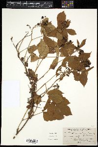 Rubus vermontanus image