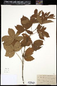 Rubus vermontanus image