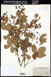 Rubus vermontanus image