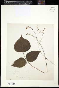 Desmodium acuminatum image
