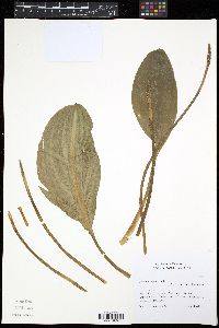 Orontium aquaticum image