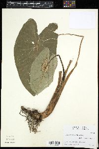 Alocasia macrorrhizos image