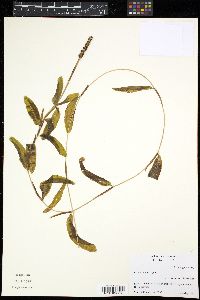 Potamogeton crispus image