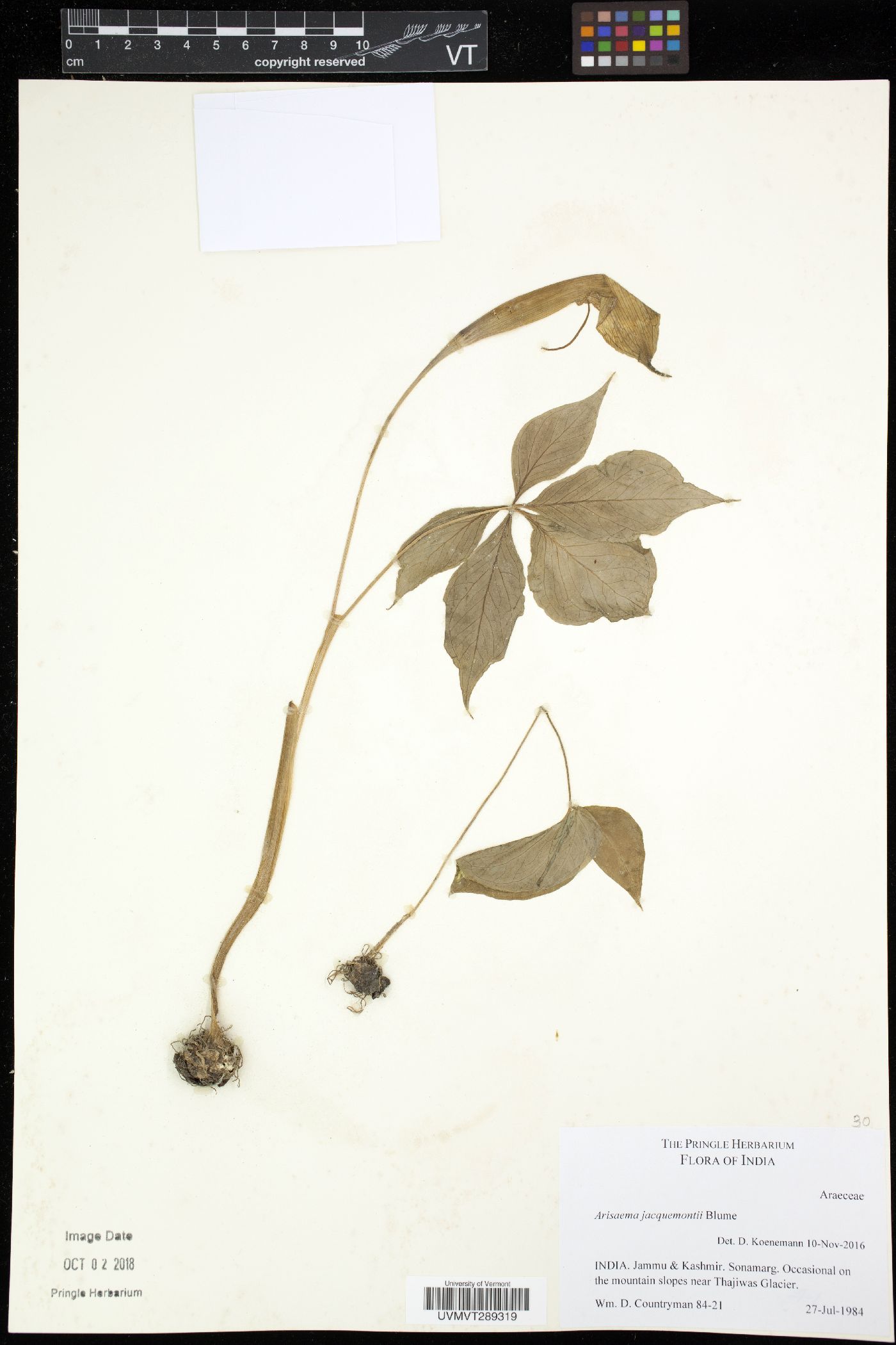 Arisaema jacquemontii image