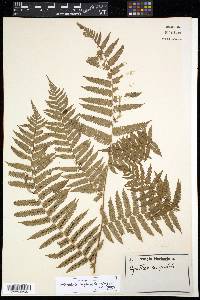 Alsophila cuspidata image