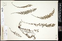 Oeosporangium elegans image