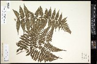 Deparia boryana image