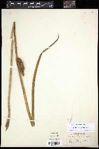 Acorus calamus image