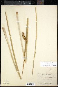 Acorus calamus image
