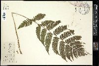 Dryopteris goldieana image