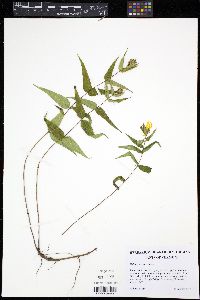 Helianthus divaricatus image
