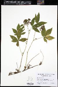 Rubus setosus image