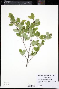 Amelanchier bartramiana image