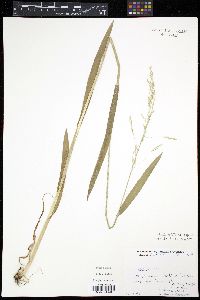 Milium effusum image