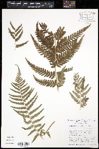 Dryopteris filix-mas image