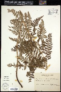 Dryopteris dilatata image