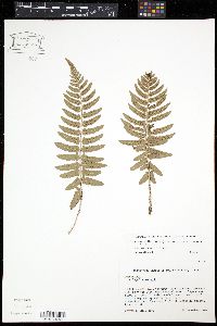 Dryopteris dickinsii image