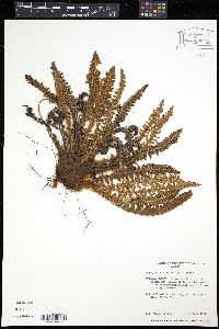 Dryopteris fragrans image