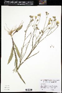 Media resource of Crepis biennis