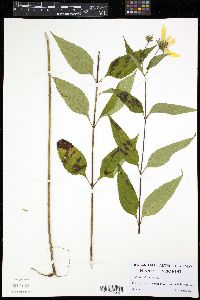 Helianthus decapetalus image