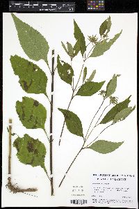 Helianthus decapetalus image