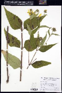 Helianthus divaricatus image