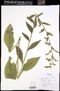 Solidago patula image