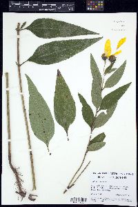 Helianthus strumosus image