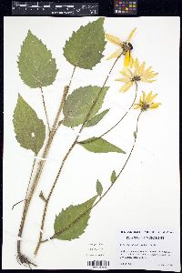 Rudbeckia fulgida image