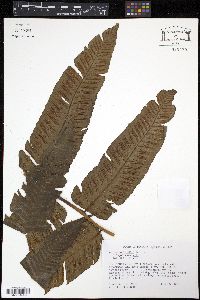Diplazium legalloi image