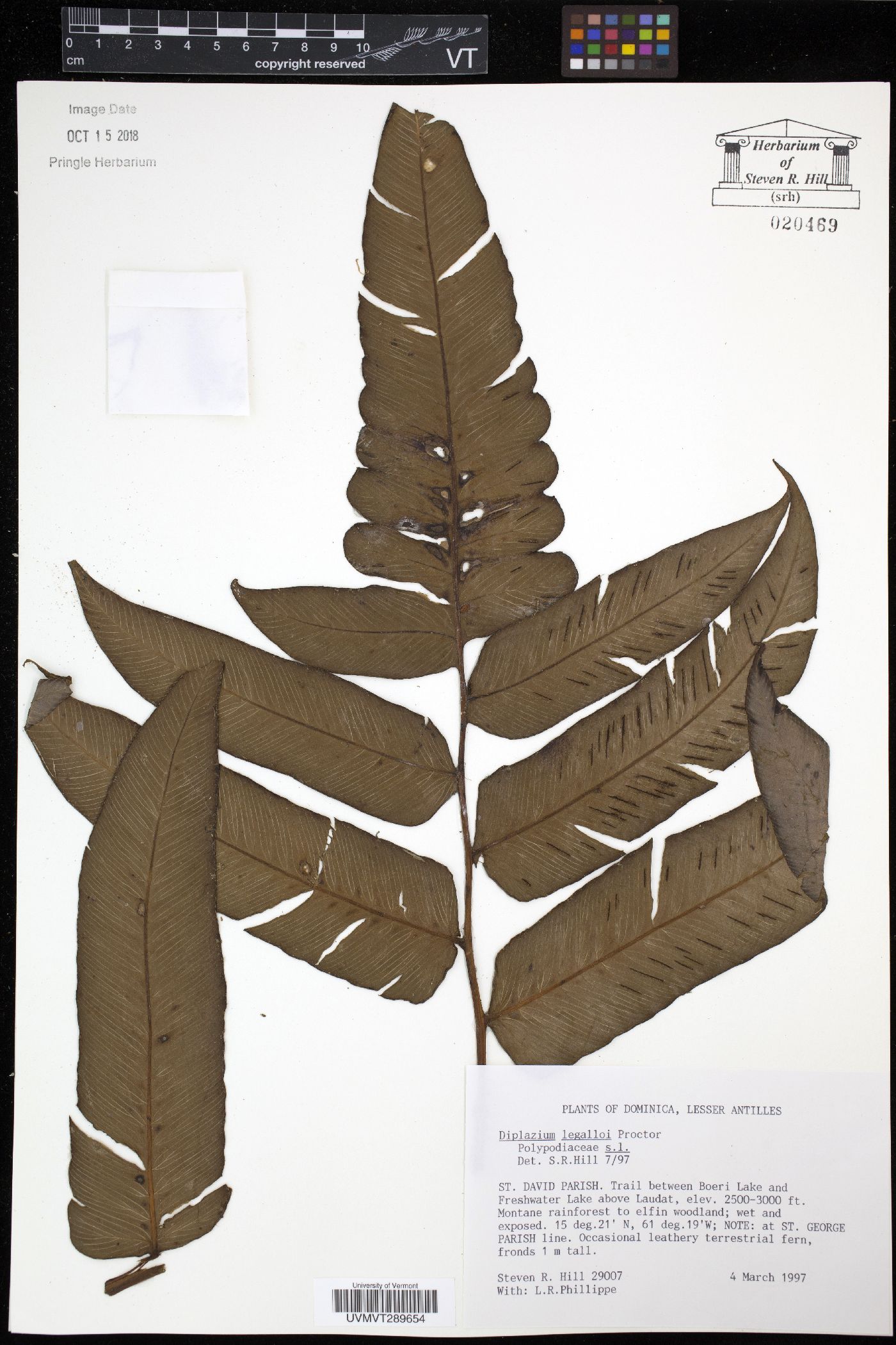 Diplazium legalloi image